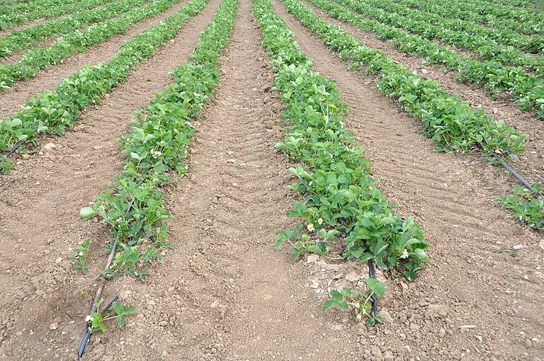 Erdbeeren brauchen Wasser und so müssen die Erdbeerfelder in der Region über eine Tröpfchenbewässerung versorgt werden.