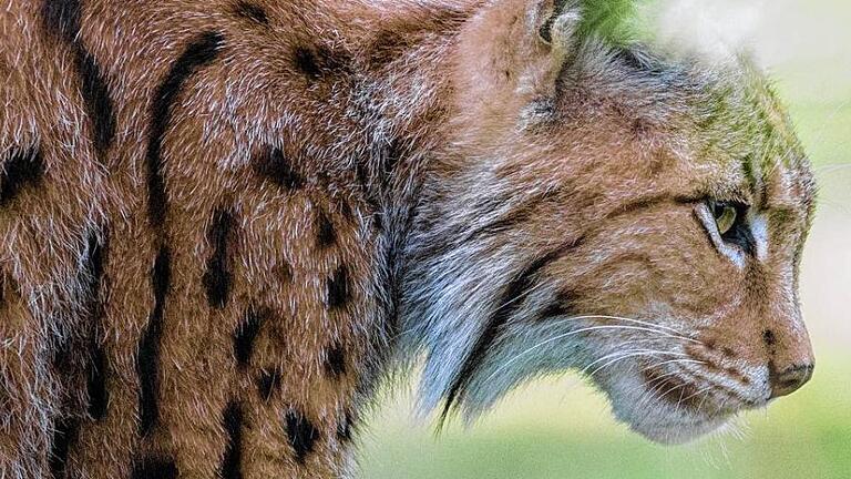 Luchs       -  Überraschungsjäger: Der Luchs galt in der Region 150 Jahre als ausgerottet. Jetzt hat einer im Landkreis Bad Kissingen Beute gemacht.