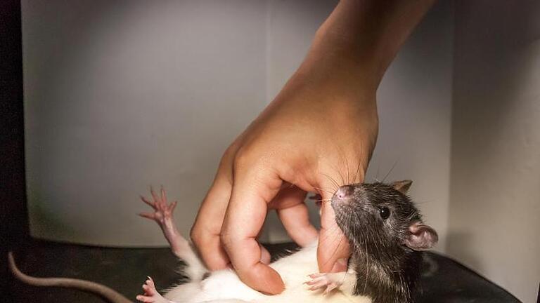 Ein Ratte wird zu Versuchszwecken gekitzelt. Ratten sind nach einer Studie von Berliner Neurobiologen je nach Stimmung kitzlig. Foto: Shimpei Ishiyama & Michael Brecht       -  Ratten sind besonders am Bauch kitzelig - und sie quietschen vor Lachen.