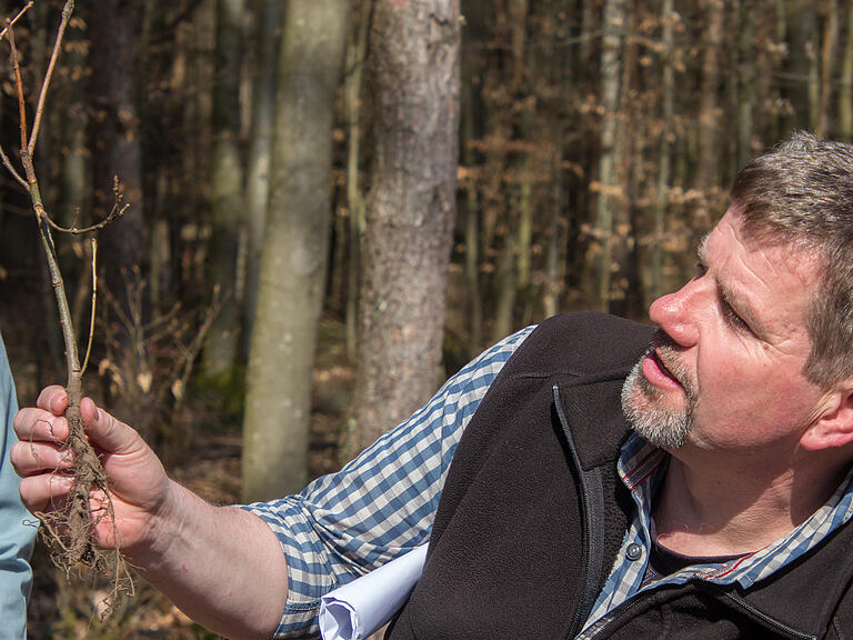 Der Burgsinner Gemeinderat Stephan Kühlwein begutachtet eine mehrjährige Eichenjungpflanze mit gekürzter Pfahlwurzel.