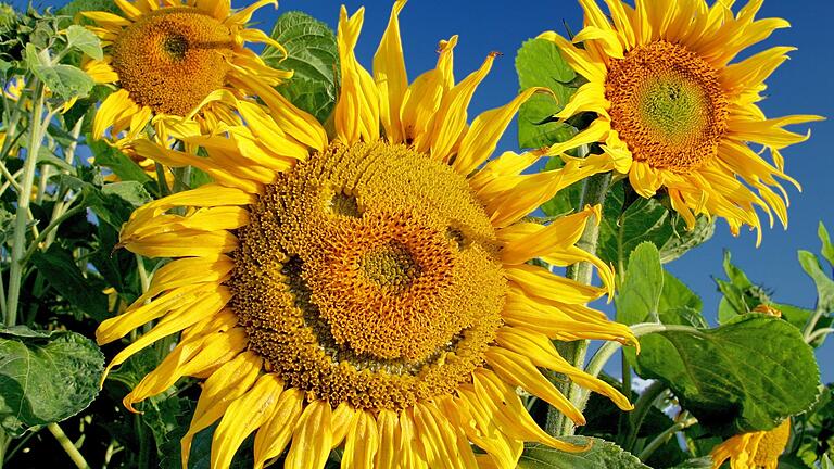 Sommerliche Randnotizen: Schokolade für alle!