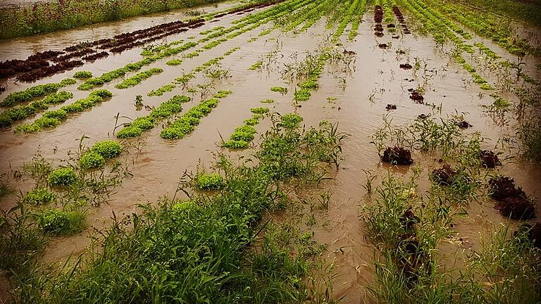 Nun also doch: Für Landwirte, die beim jüngsten Hochwasser Schäden davongetragen haben, steht ein Hilfsprogramm parat. Hier ein Bild von der Demeter-Gärtnerei von Martin Schäfer, dem gut 20 000 Euro Schaden entstanden waren.