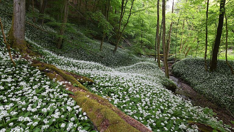 Bärlauchblüte im Steigerwald (Archivbild): Sammeln sollte man die grünen Blätter aber schon früher.