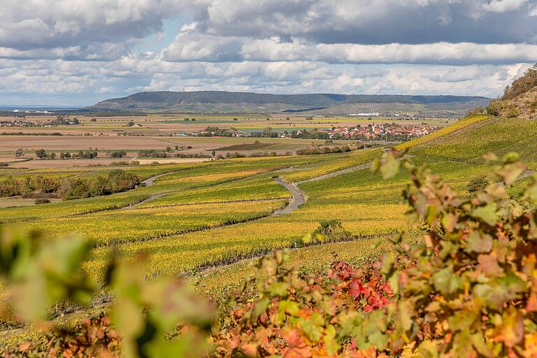 In der Gemarkung des Winzerortes Bullenheim erstreckt sich die größte Rebfläche Mittelfrankens. Im Hintergrund ist Hüttenheim zu sehen.