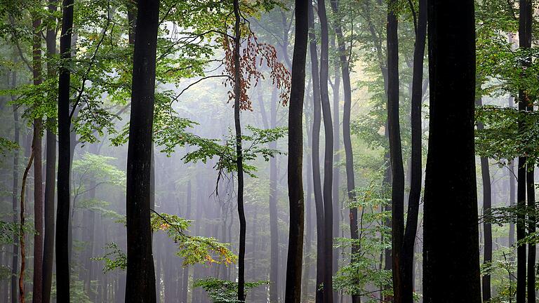 Etwas im dichten Wald suchen? Gar nicht so einfach, wie der Fall einer verlorenen Sonde bei Aura zeigt.