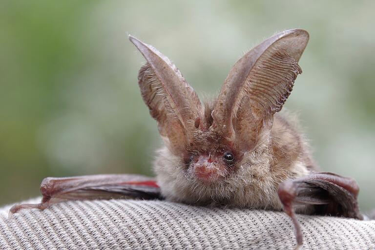 Das 'Graue Langohr' gehört zu den in Bayern heimischen Fledermausarten. Steigerwald-Batman Anton Bäuerlein ist ein Experte auf dem Gebiet.