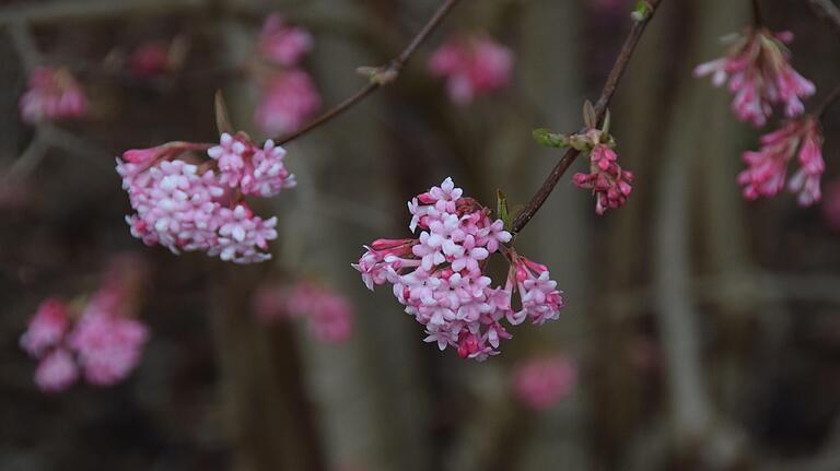 Der blüht und duftet jetzt: der Winterschneeball (Viburnum bodnantense). Der blüht und duftet jetzt: der Winterschneeball (Viburnum bodnantense).