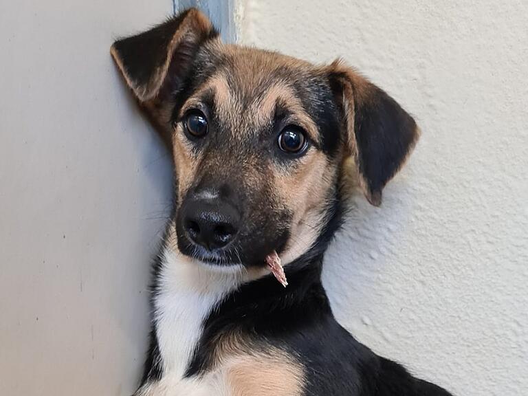 Hund Axel aus dem Würzburger Tierheim macht bei der Sendung &quot;Die Unvermittelbaren&quot; mit Martin Rütter mit.