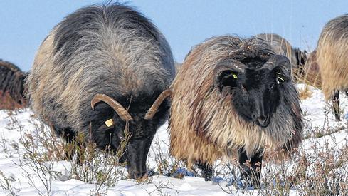 Warm eingepackt: Herolds Heidschnucken kommen dank ihrer dichten Wolle auch im Winter gut draußen zurecht.