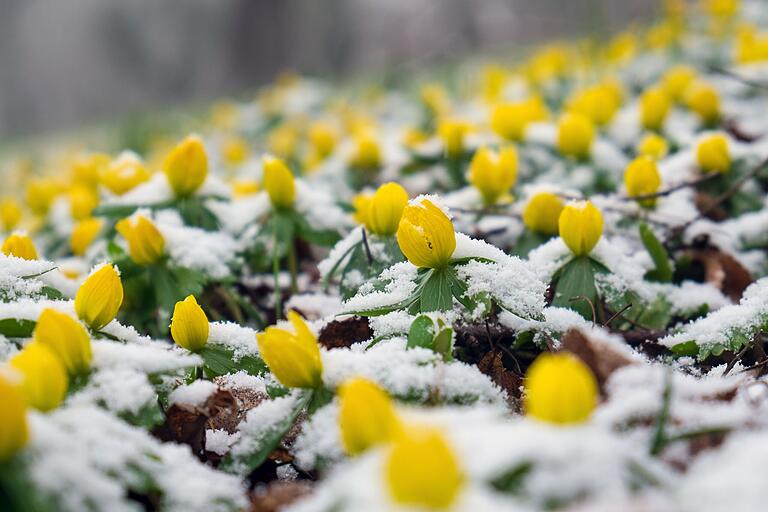 Winterlinge bringen gelbe Farbtupfer in den winterlichen Garten.