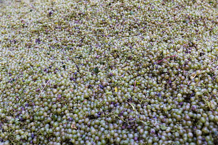 Gesundes Lesegut ist die Basis für guten Wein.