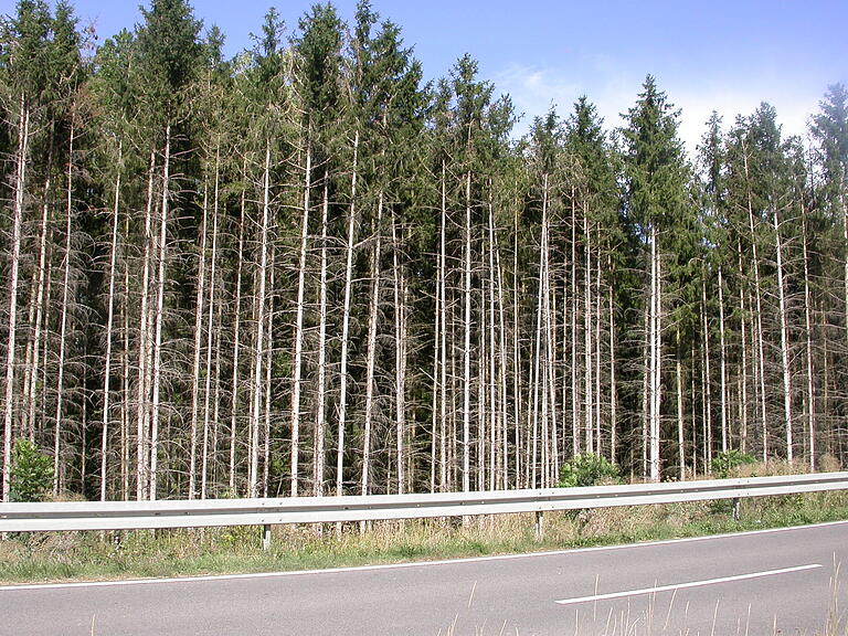 Auch für den vorbeikommenden Laien sind die Waldschädenmittlerweile deutlich erkennbar. Die Aufnahme zeigt einen durch Trockenheit, Hitze und Käferbefall stark geschädigten Fichtenbestand in der Rappershäuser Gemarkung 'Bauholz'unmittelbar an der nach Rothausen führenden Staatsstraße.