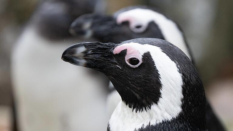 Brillenpinguine im Zoo Hoyerswerda.jpeg       -  Der Brillenpinguin ist seit Jahrzehnten vom Aussterben bedroht. Aber was sind die Gründe?