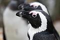 Brillenpinguine im Zoo Hoyerswerda.jpeg       -  Der Brillenpinguin ist seit Jahrzehnten vom Aussterben bedroht. Aber was sind die Gründe?