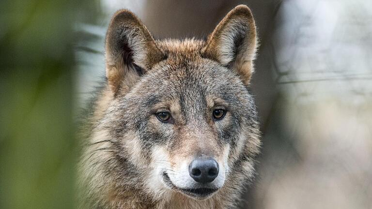 Der Wolf galt Mitte des 19. Jahrhunderts als ausgerottet. Jetzt erobert er sich seinen Lebensraum zurück, was viele   Menschen verunsichert. Diese Aufnahme eines Wolfes entstand in einem Gehege.       -  Der Wolf galt Mitte des 19. Jahrhunderts als ausgerottet. Jetzt erobert er sich seinen Lebensraum zurück, was viele   Menschen verunsichert. Diese Aufnahme eines Wolfes entstand in einem Gehege.