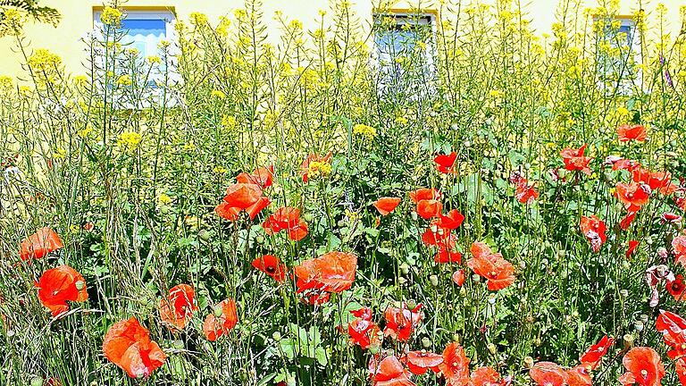 Es gibt viele Möglichkeiten, auch auf kleinen Grundstücken die Artenvielfalt zu fördern, wie hier am Bienenzentrum Bad Königshofen, die Gemeinden der Grabfeld-Allianz unterstützen das mit Saatgut. Es gibt viele Möglichkeiten, auch auf kleinen Grundstücken die Artenvielfalt zu fördern, wie hier am Bienenzentrum Bad Königshofen, die Gemeinden der Grabfeld-Allianz unterstützen das mit Saatgut.