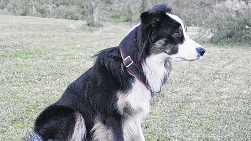 Aufmerksamer Hüter: Die Erziehung der jungen Border Collies erfolgt ohne den bei anderen Hunderassen so wichtigen Augenkontakt, ebenso fehlen die üblichen Leckerli zur Belohnung. Aufmerksamer Hüter: Die Erziehung der jungen Border Collies erfolgt ohne den bei anderen Hunderassen so wichtigen Augenkontakt, ebenso fehlen die üblichen Leckerli zur Belohnung.