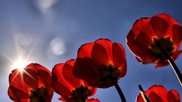 Blauer Himmel, Sonnenschein: 222 Sonnenstunden bescherte uns der April 2019 in Kitzingen. Darüber freuen sich auch die Tulpen.&nbsp;