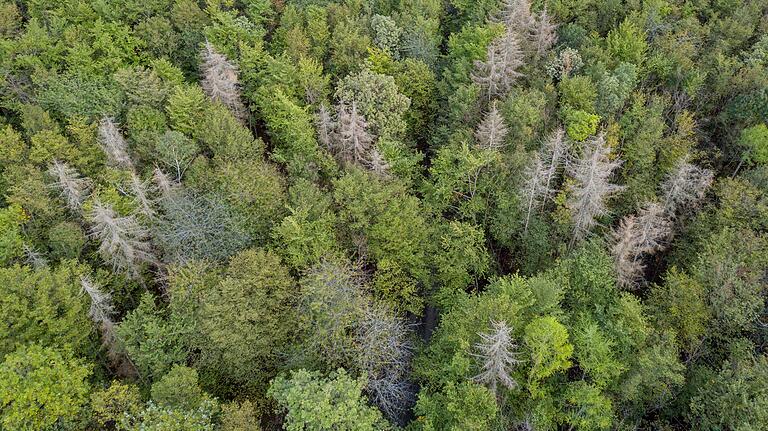 Auch ein Waldstück bei Hettstadt zeigt das Ausmaß der Trockenschäden in Folge des Klimawandels.