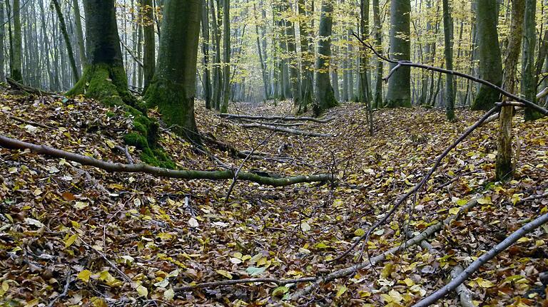 Ein ehemaliger Judenpfad nach Rohrbach und Wiesenfeld.
