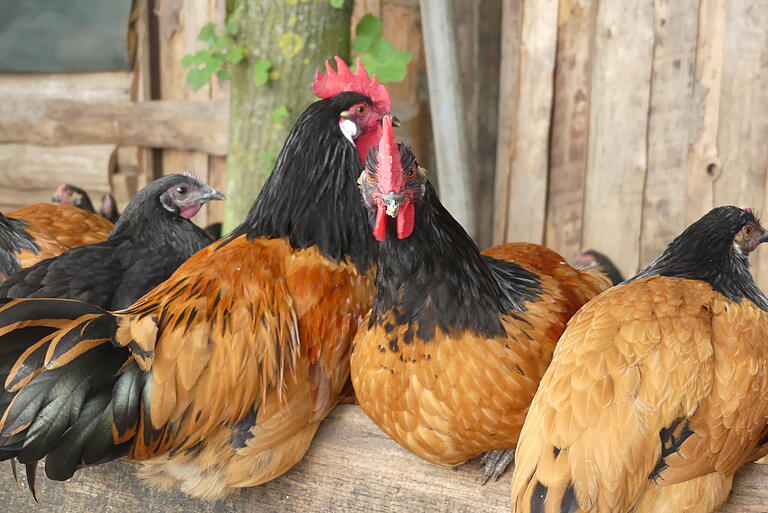 Chillen mit den Chicks: Die Vorwerkhühner sind eine selten gewordene Rasse.