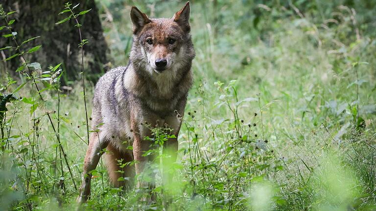 Im Abschuss von Problemwölfen sieht der Wolfsexperte des Bund Naturschutz, Uwe Friedel, kein Problem, den Sinn einer allgemeinen Bejagung bezweifelt er allerdings.&nbsp;