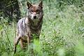 Im Abschuss von Problemwölfen sieht der Wolfsexperte des Bund Naturschutz, Uwe Friedel, kein Problem, den Sinn einer allgemeinen Bejagung bezweifelt er allerdings.&nbsp;