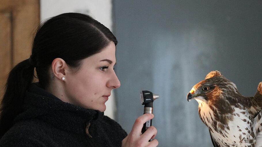 Theresa Kneuer kontrolliert die Pupillen eines Mäusebussards, der gegen einen Pkw geprallt ist. In der Tierauffangstation in Kilianshof werden verletzte Tiere betreut, die nach ihrer Gesundung wieder in die Freiheit entlassen werden sollen.  Lucas Kneuer       -  Theresa Kneuer kontrolliert die Pupillen eines Mäusebussards, der gegen einen Pkw geprallt ist. In der Tierauffangstation in Kilianshof werden verletzte Tiere betreut, die nach ihrer Gesundung wieder in die Freiheit entlassen werden sollen.  Lucas Kneuer