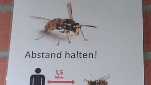 So gefährlich wie Corona sind Wespen keinesfalls. Dennoch ist es mitunter ratsam, den Abstand zu wahren.