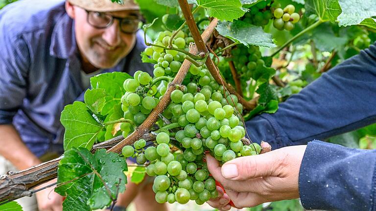 Offizieller Weinlesebeginn ist zwar erst kommende Woche. Doch die Trauben für Sekt oder Federweißen ernten fränkische Winzer bereits seit Ende August. So auch Martin Steinmann, der mit seinem Team am Eibelstädter Kapellenberg weißen Burgunder für die Sektherstellung liest.