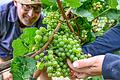 Offizieller Weinlesebeginn ist zwar erst kommende Woche. Doch die Trauben für Sekt oder Federweißen ernten fränkische Winzer bereits seit Ende August. So auch Martin Steinmann, der mit seinem Team am Eibelstädter Kapellenberg weißen Burgunder für die Sektherstellung liest.