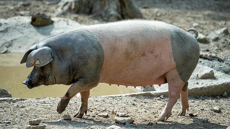 Neben zwei kastrierten Ebern lebt auch eine 'belegte Muttersau' auf dem Wildpark-Bauernhof. Der Wildpark züchtet nicht selbst, die Sau kam schon 'besamt' nach Schweinfurt. Im August wird Nachwuchs erwartet.&nbsp; &nbsp;