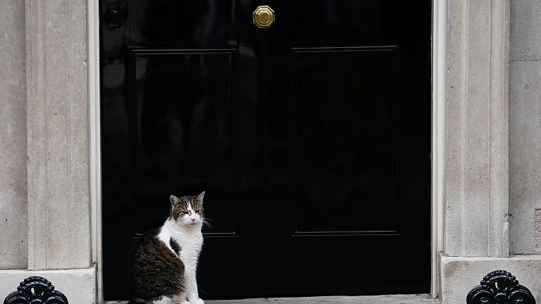 Kabinettssitzung in Großbritannien       -  In der Downing Street gibt es schon tierische Bewohner, darunter Kater Larry.