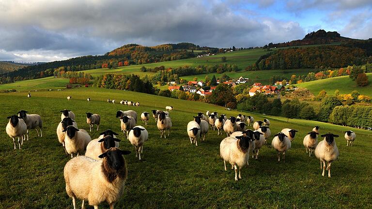 Rhönschafe stehen vor einer malerischen Kulisse auf der Weide. Foto: Arnulf Müller       -  Rhönschafe stehen vor einer malerischen Kulisse auf der Weide. Foto: Arnulf Müller