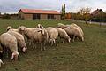 Wo derzeit noch Schafe weiden, an der Straße nach Markt Einersheim, soll Iphofens nächstes Baugebiet Ost IV mit etwa 30 Bauplätzen entstehen.