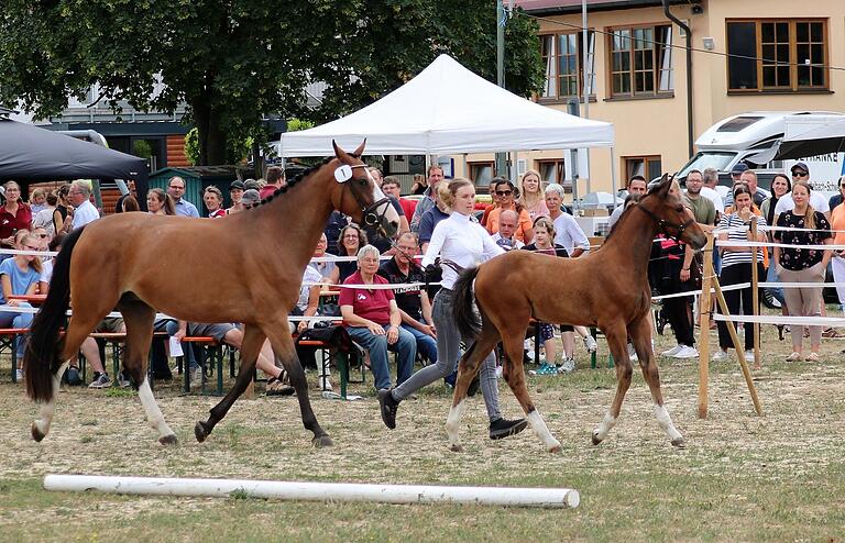 Großes Publikum bei der Fohlenschau am Sonntag in Schwarzenau: Als erste Starterin drehte Isabell Poschner-Stefke (Bad Windsheim) mit ihrer stolzen Stute Cordula Grün und dem im Mai geborenen Fohlen Cristallo I. lebhafte Runden. Großes Publikum bei der Fohlenschau am Sonntag in Schwarzenau: Als erste Starterin drehte Isabell Poschner-Stefke (Bad Windsheim) mit ihrer stolzen Stute Cordula Grün und dem im Mai geborenen Fohlen Cristallo I. lebhafte Runden.