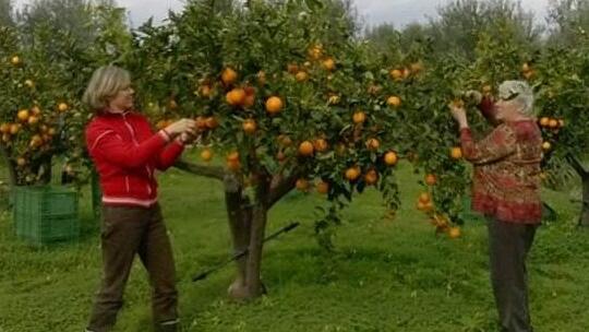 Manuela Russo (links) und ihre Mutter Elise von Ponickau beim Orangen-Pflücken Manuela Russo (links) und ihre Mutter Elise von Ponickau beim Orangen-Pflücken