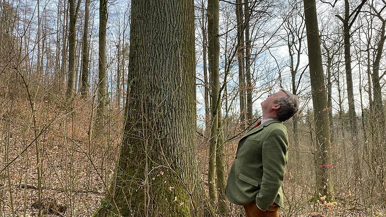 Einige Bäume im Wald von Fürst Ferdinand zu Castell-Castell sind mehr als 200 Jahre alt. Wie etwa diese Eiche.&nbsp;