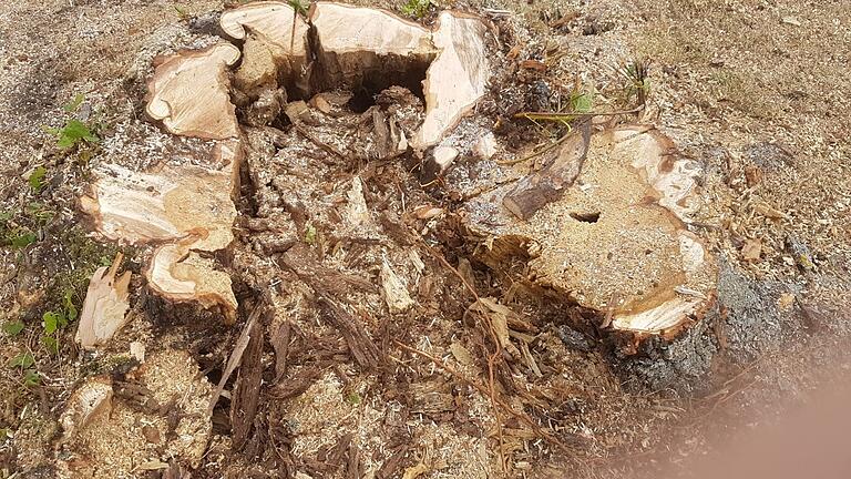 Der morsche Baumstumpf offenbart die bereits vorhandenen Schäden im Baum.