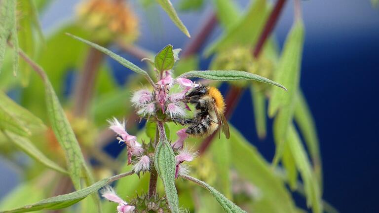 Diese Hummel freut sich über die Artenvielfalt der Dorfpflanzen. Diese Hummel freut sich über die Artenvielfalt der Dorfpflanzen.
