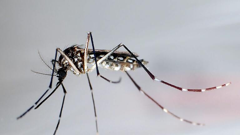 Tigermücke       -  Eine Ägyptische Tigermücke: Sie überträgt Krankheiten wie Dengue-Fieber, Gelbfieber und Zika-Fieber. (Archivbild)