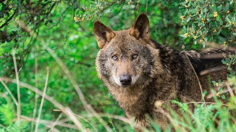 Zwei neue Verdachtsfälle von möglichen Wolfsrissen in den vergangenen Tagen in der Rhön werden derzeit untersucht.