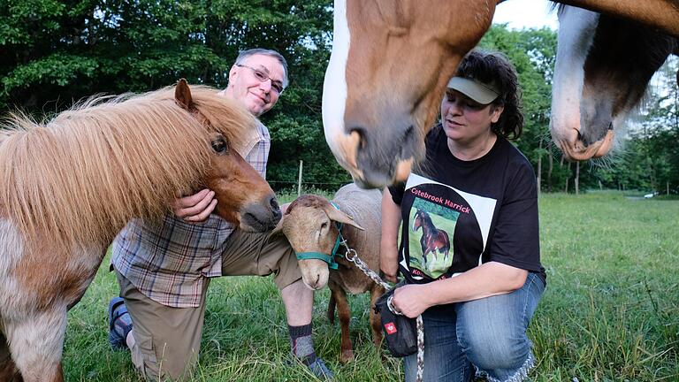 Shawni oder wie man einen Schafbock zum Pferd macht       -  Das Fohlenhalfter steht Shawni gut, finden seine Besitzer Anton und Susan Kleinhenz aus Kilianshof in der Rhön.