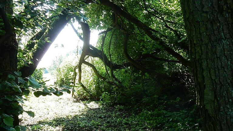 5,2 Kilometer durch den Biotopverbund Senneld       -  Die Tour endet mit dem großen Stauen am &bdquo;Runden Loch&ldquo; im &bdquo;Sennfelder Urwald&ldquo;. Seit 1994 arbeitet die Gemeinde Sennfeld an einem zusammenhängenden Biotopverbund, der von dem Landschaftsschutzgebiet &bdquo;Mainaue&ldquo; bis zur Gemarkungsgrenze mit Gochsheim reicht. Nach Grundstückstausch und Grundstückserwerb ist heute eine lückenlose Tour durch die Natur von über 5,2 Kilometern auf einer Fläche von 7,1 Hektar mit einem Kostenaufwand von knapp 90 000 Euro (ohne Grunderwerb) geschaffen. Für das unterschiedlich breite Band der sich abwechselnden Ökosysteme (Wald, Wiese, Trocken-, Feucht- und Streuobstflächen) wurden 90 hochstämmige Laubbäume (Spitzahorn, Hainbuche, Elsbeere oder etwa Walnuss) sowie 105 Wildobst- und Obstbäume (insbesondere alte Obstsorten), 60 Laubgehölze und 1260 Wildsträucher (Hundsrose, Schlehe, Hartriegel, Hasel, Weißdorn oder Pfaffenhütchen) gepflanzt. Unter dem Motto &bdquo;Schöpfung bewahren&ldquo; schützt Sennfeld den Naturhaushalt in seiner Vielfalt. Dafür wurden Flachwassertümpel und kleine Landschaftsseen angelegt, Kräuterweisen blühen und duften, Steinhaufen und Totholz sind Eidechsen, Blindschleichen, Amphibien, Igeln und Niederwild Heimat, Greifvögel nutzen die aufgestellten Sitzstangen und Insekten die Insektenhotels. Abwechslung wurde auf der ansonsten intensiv durch die Landwirtschaft genutzten Flur durch die Geländemodellierung geschaffen, die Vertiefungen und Erhöhungen schuf. Zu dem Biotopverbund gehören Wanderwege, wobei von einem Besucherkonzept gesprochen werden darf, denn die Gemeinde mäht schmale Streifen, wenn es für den Wanderer durch Kräuterwiesen oder entlang eines nicht gänzlich zugängigen Feuchtbiotops geht. Gewandert wird auch in dem Biotopverbund, &ndash; allerdings nicht der Mensch, sondern Flora und Fauna. Diese ökologische Landschaftsgestaltung sieht Bürgermeister Emil Heinemann in Verbindung mit der ökologischen Flurbereinigung in Gochsheim und der Biotopvernetzung in Schwebheim &ndash; ebenfalls nachhaltige Maßnahmen im Sinne des Artenschutzes. Mit der Redaktion sind Anfang Juni Emil Heinemann, Bauhofsleiter Reiner Thein (Fachwirt für Naturschutz und Landschaftspflege) und Jürgen Kiefer, Naturschutzbeauftragten des Landratsamtes, unterwegs. Der Treffpunkt am Ortsausgang Weyerer Straße, wo heute statt der einstmals geplanten Ortsumgehungsstraße ein grünes Tor den gestuften Grüngürtel an der Bebauung durchbricht, verdeutlicht, was unter einem &bdquo;Dorf in der Landschaft&ldquo; zu verstehen ist. Auch dafür gibt es von Jürgen Kiefer Lob, wie auch für den größten Biotopverbund im Landkreis. Während der Naturschutzbeauftragte von einer guten Zusammenarbeit spricht, nennt Heinemann diese &bdquo;hervorragend&ldquo;. Gleich hoch schätzt der Bürgermeister das Engagement der Sennfelder ein, die Baumpatenschaften (für jeweils 230 Euro) übernommen und bei Pflanzungen zum Spaten gegriffen haben. Entlang der Bebauung (nach Westen) führt die Tour ab dem Ellerngraben nach Süden (Gochsheim). Entlang des Grabens entstand der Biotopverbund, der in die Landschaft hinein führt. Seit 1994 habe auch er viel dazu gelernt, &bdquo;Learning bei Doing&ldquo; also, sagt auch Reiner Thein. Mit der Unteren Naturschutzbehörde habe man Aussaaten und Pflanzungen verfeinert, lerne bei der Pflege weiterhin Neues, was die Sache spannend mache, so der Bürgermeister. Beim Brunnen für die örtliche Wasserversorgung bekommt das Biotop Breite. Der Zaun um den Brunnen ist hinter viel Grün fast verschwunden. Auch hier wurden Büsche und Bäume stufig angelegt und harmonisieren mit der Landwirtschaft. Sichtfenster geben den Blick auf das Feuchtbiotop neben der Wassergewinnung frei. Die nächste Station liegt etwas abseits der Tour &ndash; eine Walnussbaumwiese, die mit den Schülern aus Sennfeld im Jahr 2011 angelegt wurde. Dass auf der Wiese gar so viele Insekten schwirren, erklärt der Bauhofsleiter mit dem Saatgut. Ruhebänke für den Wanderer, Insektenhotels und Vogelstangen stehen am Wegrand. Ein Turmfalke ignoriert jedoch die für ihn aufgestellten Sitzstangen und bevorzugt den hohen Trieb eines Obstbaumes, der eigentlich durch das Aufstellen der Sitzstangen geschont werden soll. An den Hecken und unter den Bäumen fühlt sich nicht nur der Mensch zwischen den Monokulturen der modernen Feldwirtschaft behütet. Jürgen Kiefer berichtet von einer Stärkung des Lebensraumes für Dorngrasmücke, Mönchsgrasmücke, Klappergrasmücke, Nachtigall, Feldlerche, Neuntöter, Feldspatz und weiteren Vogelarten, darunter die selten gewordene Grauammer. Auf dem Weg zum &bdquo;Runden Loch&ldquo; im Bereich der Mainaue wird die Reichelshöfer Straße gequert, die 1998 unter Mithilfe von Schülern und den Vereinen zur Allee umgestaltet wurde. Gleich nördlich der Straße führt der gemähte Weg an einem großen Tümpel vorbei, wo der Frosch ein Konzert gibt. In das Rückzugsgebiet der Lurche ist für den Menschen kein Pfad angelegt. Dieser wird weiter nach Norden zum Main geführt. An der Nahtstelle zwischen Feld und Aue (Bereich Hellen Lohe) liegt das &bdquo;Runde Loch&ldquo;, also der &bdquo;Sennfelder Urwald&ldquo; &ndash; so Heinemann zu dem Juwel im Landschaftsschutzgebiet, dessen Zugang vom Bauhof für Führungen freigeschnitten wird. In dem See (Altmain) spiegeln sich die hohen Bäume, die Seerosen blühen, eine Entenmutter ist mit ihrem Nachwuchs unterwegs. Wer jetzt eine Pause braucht, findet Tische und Bänke und vor allem einen prächtigen Blick auf Schloss Mainberg am Rastplatz &bdquo;Helle Lohe&ldquo;, der auch Station auf dem Assisi-Besinnungspfad ist.