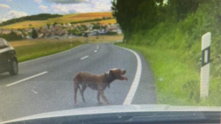 Mehrere Zeugen beobachteten zwei wildernde Hunde Mitte Juli zwischen Karlstadt und Stetten bei der Jagd eines Wildschweins. Einige Personen dokumentierten den Vorfall.