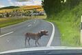 Mehrere Zeugen beobachteten zwei wildernde Hunde Mitte Juli zwischen Karlstadt und Stetten bei der Jagd eines Wildschweins. Einige Personen dokumentierten den Vorfall.