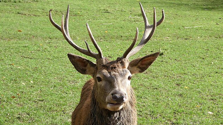 Im Rothenfelser Wald darf bis 2023 bei der Jagd noch mit Blei geschossen werden (Symbolbild).