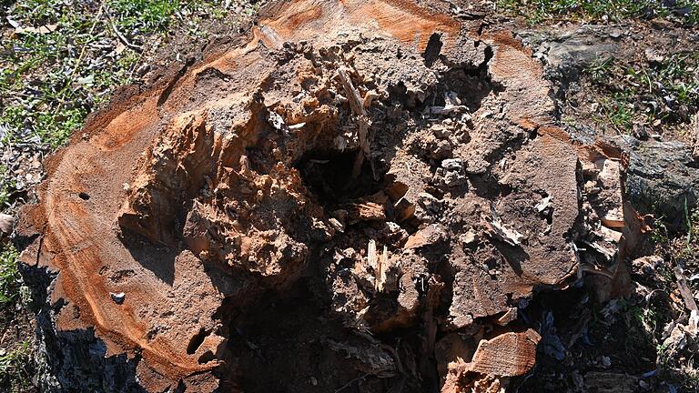 Die Trauerweiden zwischen den beiden Mainbrücken waren bereits innerlich morsch und von Insektenlarven zerfressen