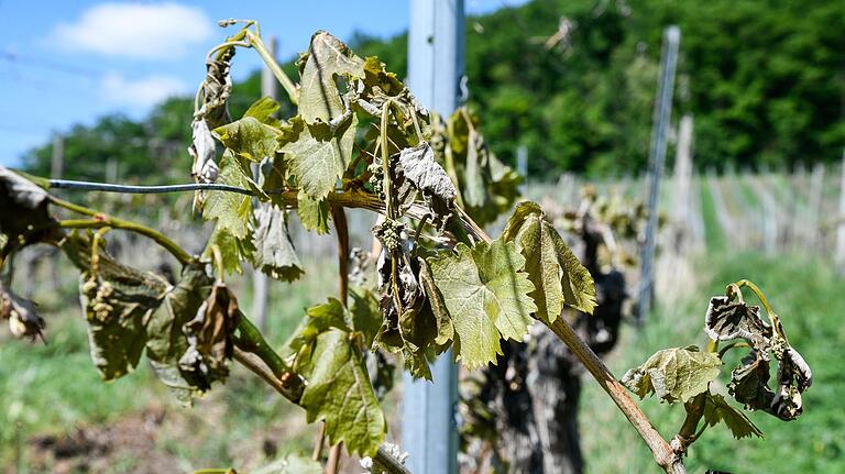 Der späte Frost Mitte Mai 2020 hat Weinstöcken in den Weinbergen teils gravierende Schäden angerichtet. Das Archivbild entstand in einem Weinberg am Handthaler Stollberg.