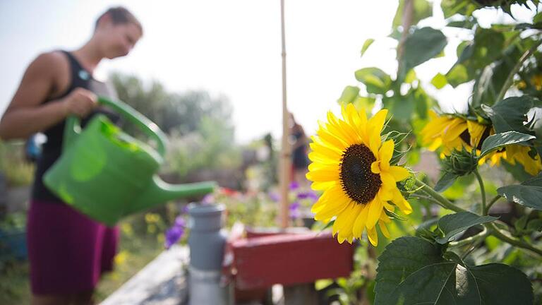 Freizeitverhalten der Deutschen       -  Grüne Fassaden, Tomaten auf dem Dach und Sonnenblumen in einer sonst zugebauten Innenstadt: Urban Gardening ist nicht nur deutschlandweit ein Thema, sondern auch in Würzburg. Um Hobbygärtner zu motivieren, gibt es von der Stadt seit Mai ein Förderprogramm.